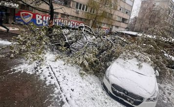 Banjaluka: Palo drvo na automobile